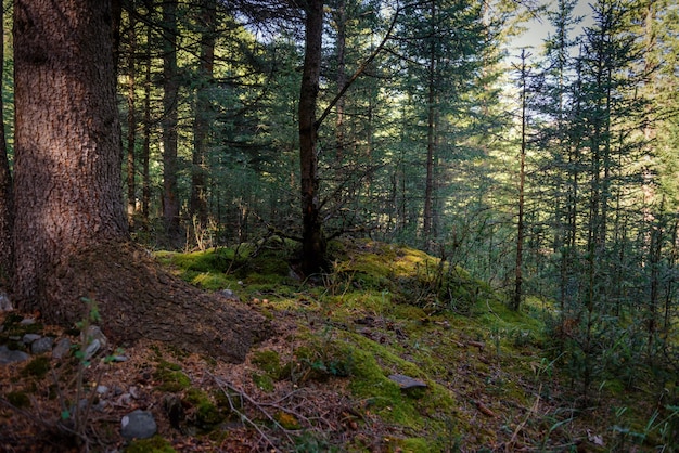 Bosque de coníferas mágico en un día soleado de verano