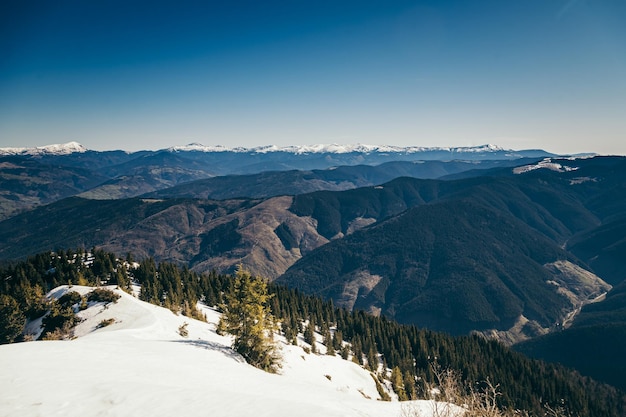 Bosque de coníferas de las montañas en la primavera de deforestación de nieve