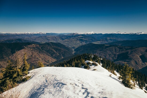 Bosque de coníferas de las montañas en la primavera de deforestación de nieve