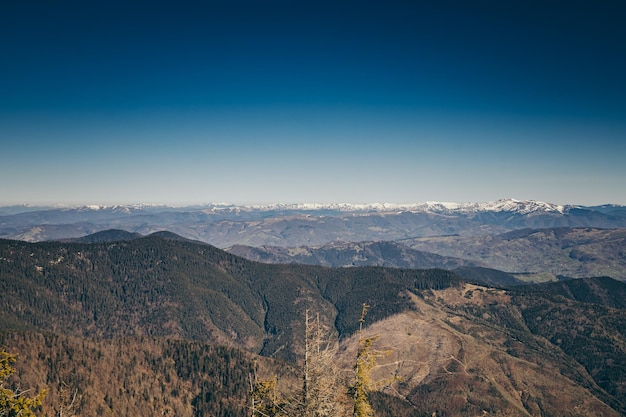 Bosque de coníferas de las montañas en la primavera de deforestación de nieve