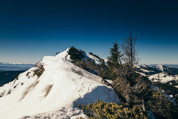 Bosque de coníferas de las montañas en la primavera de deforestación de nieve