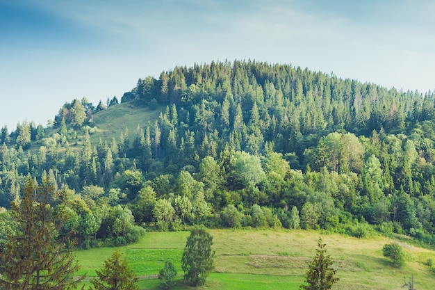 Bosque de coníferas en las montañas