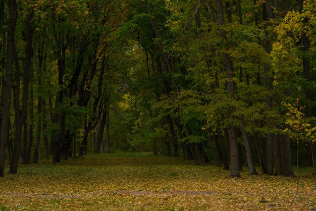 Bosque de coníferas en otoño