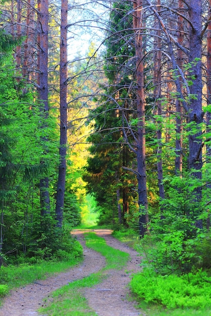 bosque de coníferas paisaje de verano árboles verdes al aire libre fondo naturaleza