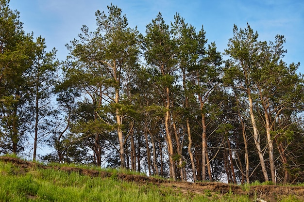 Bosque de coníferas en una pendiente pronunciada en un día soleado