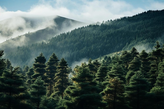 Bosque de coníferas que crece en terreno volcánico