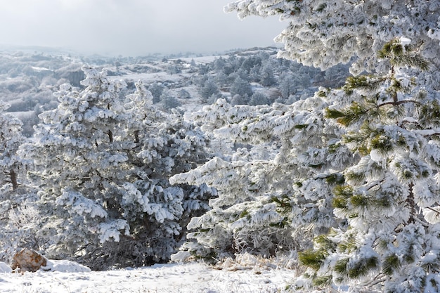 Bosque de coníferas en textura de invierno. Paisaje invernal de montaña con árboles cubiertos de nieve.