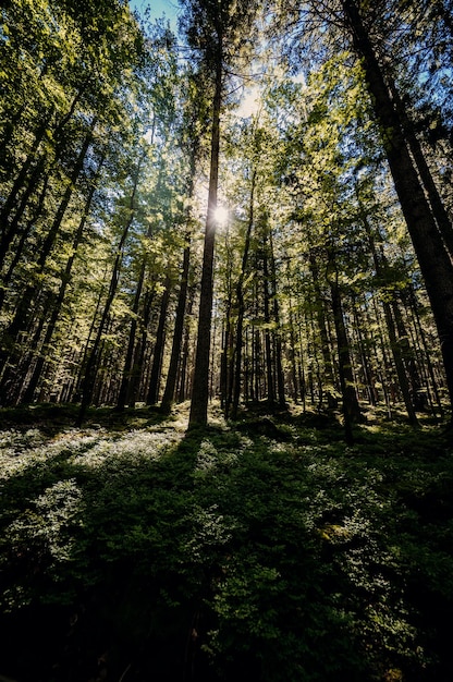 Bosque de coníferas de verano soleado Rayos de sol a través de bosques En el paisaje forestal Parque nacional de Sumava República Checa