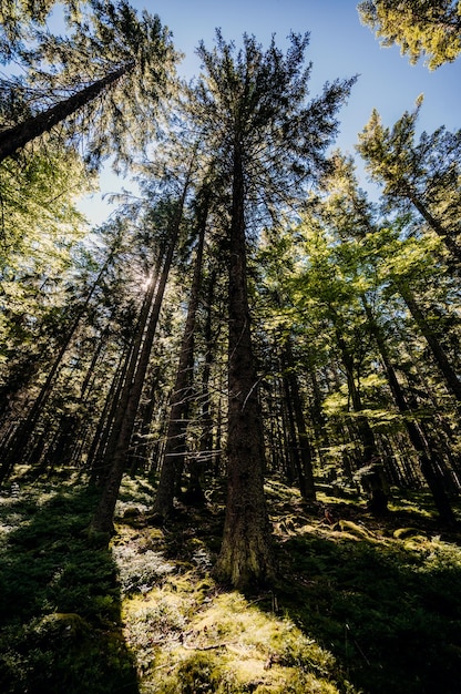 Bosque de coníferas de verano soleado Rayos de sol a través de bosques En el paisaje forestal Parque nacional de Sumava República Checa