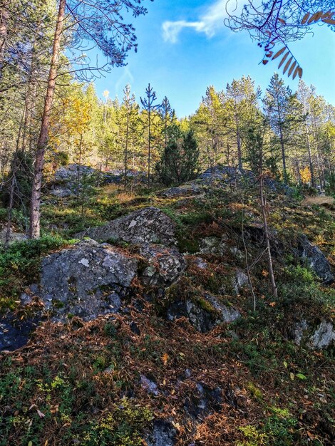 Bosque en la costa del Mar Blanco en un día soleado Los rayos del sol Karelia Rusia 2021