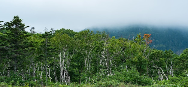 Bosque costero de árboles enanos en la ladera del volcán en la isla de Kunashir en tiempo nublado