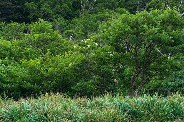 Bosque costero de árboles enanos en la ladera del volcán en la isla de Kunashir en tiempo nublado