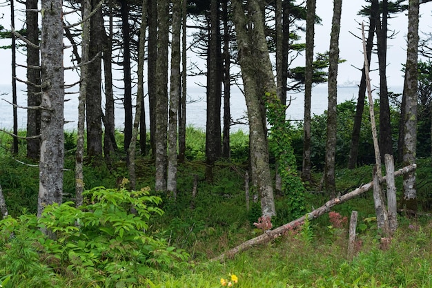 Bosque costero con protección contra el viento y lianas en la costa del Pacífico Islas Kuriles