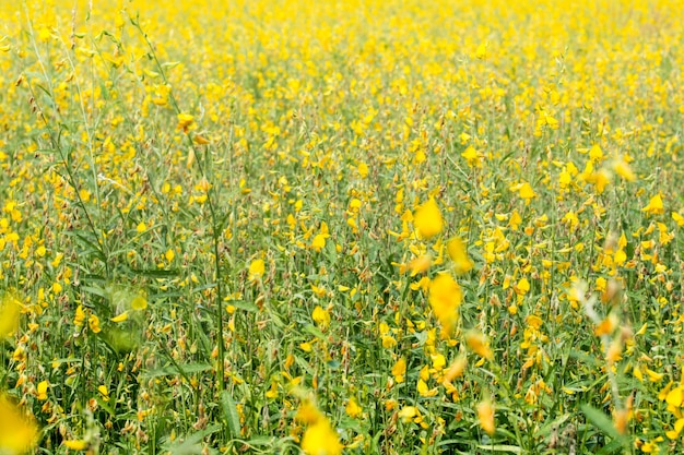 Bosque Crotalaria