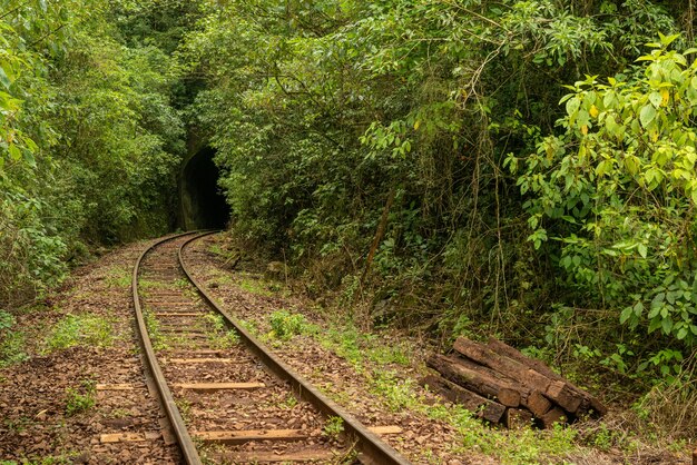 Bosque de cruce de ferrocarril Rio Grande do Sul Brasil