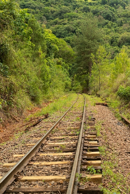 Foto bosque de cruce de ferrocarril rio grande do sul brasil