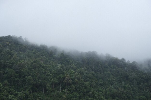 Un bosque con una cubierta de nubes en el fondo.