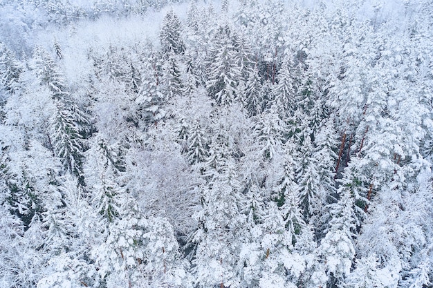 Bosque cubierto de nieve desde arriba