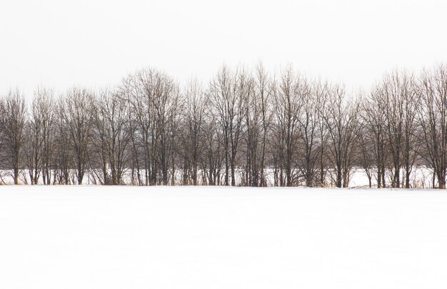 Bosque cubierto por la nieve fresca durante el invierno. Escena invernal es el contraste entre los árboles helados.