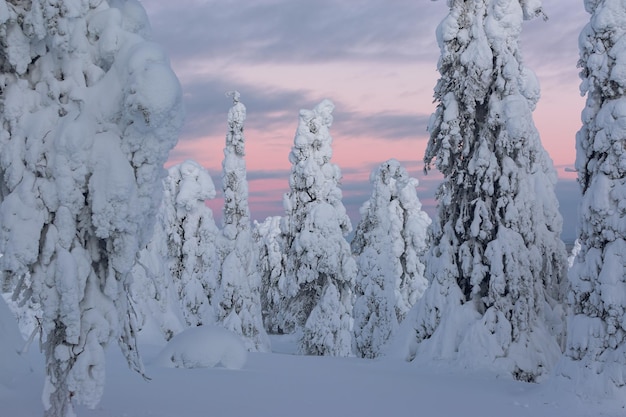 bosque cubierto de nieve en Laponia en el fondo una puesta de sol rosa, Finlandia