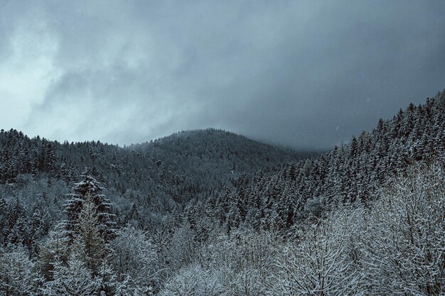 Bosque cubierto de nieve en las montañas