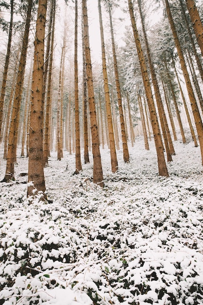 Bosque cubierto de nieve, troncos de abetos, invierno en Alemania paisaje helado en invierno, clima