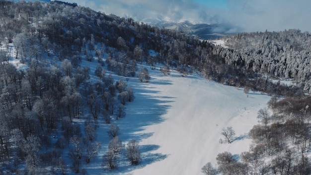 bosque cubierto de nieve