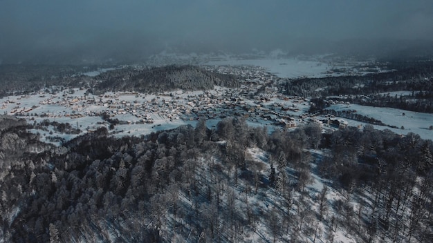 bosque cubierto de nieve