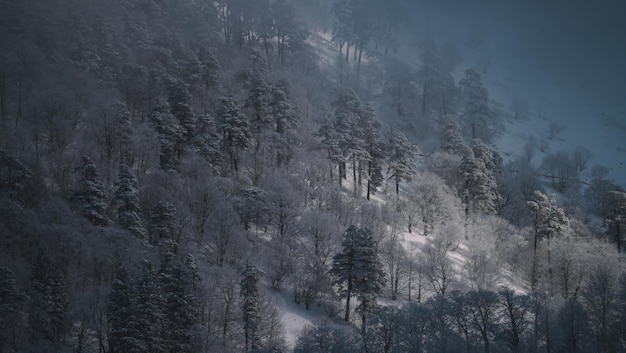 bosque cubierto de nieve