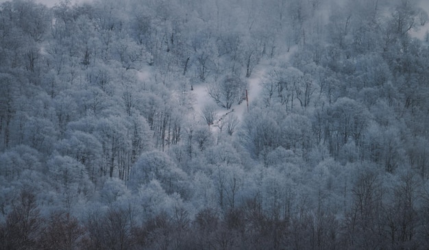 bosque cubierto de nieve