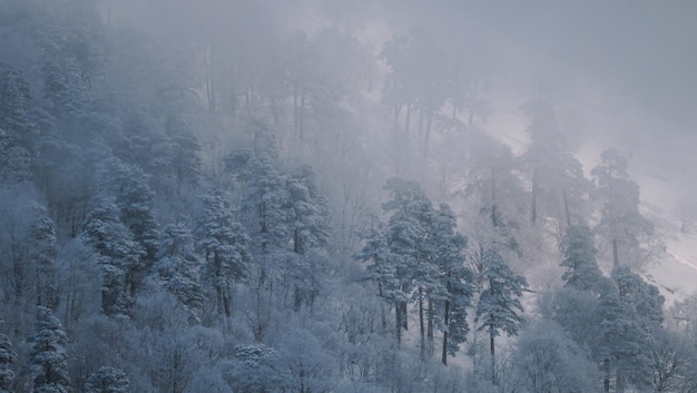 bosque cubierto de nieve