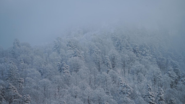 bosque cubierto de nieve