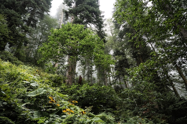 Bosque cubierto de otoño verde oscuro para el fondo