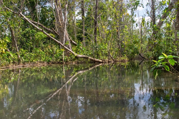 Foto bosque de cuencas hidrográficas en surat thani tailandia tiene agua cristalina la atracción turística más visitada