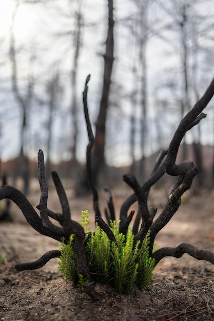 Bosque de Dadia Grecia renace del fuego