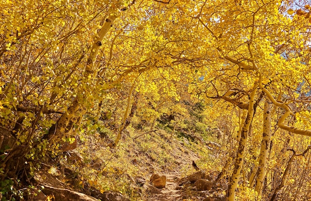 Bosque de Aspen no outono nas Montanhas Rochosas