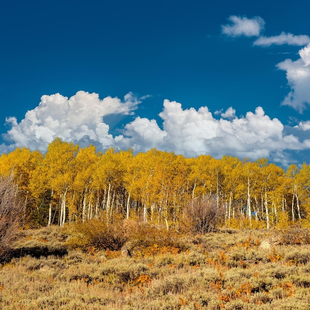 Bosque de Aspen no outono nas Montanhas Rochosas