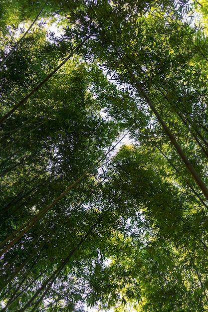 Bosque de bambu de coroa verde brilhante