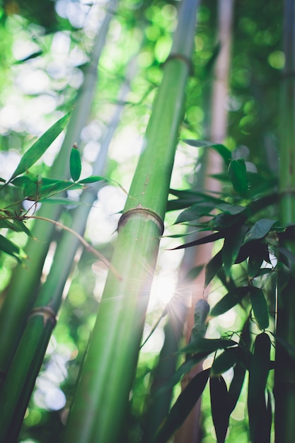 Bosque de bambu, floresta de bambu natural verde