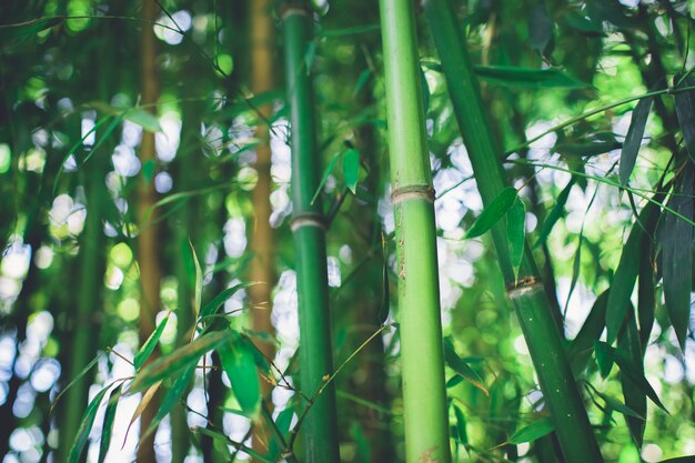 Bosque de bambu, floresta natural de bambu verde