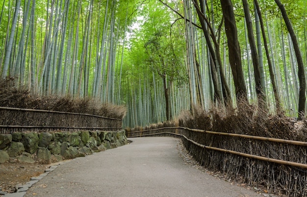 Bosque de bambu verde em arashiyama em kyoto, japão