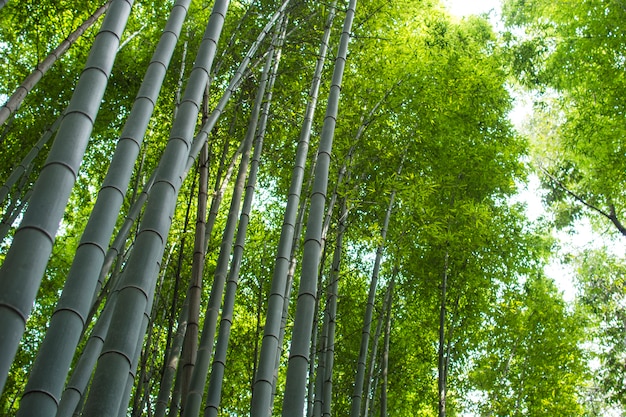 Bosque de bambu