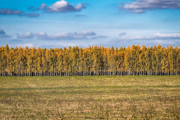 Bosque de bétulas de outono amarelo. Paisagem bonita