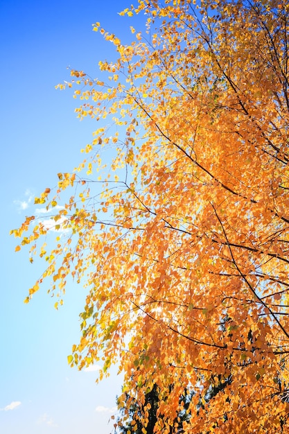 Bosque de bétulas de outono com folhas amarelas