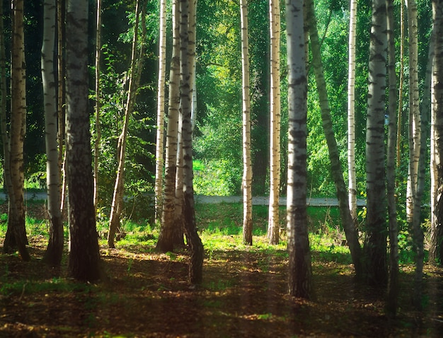 Bosque de bétulas em fundo de paisagem de dia ensolarado