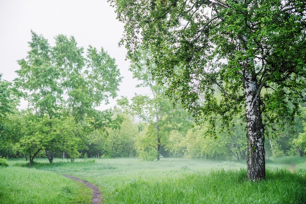 Bosque de bétulas.