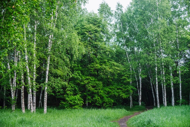 Bosque de bétulas.