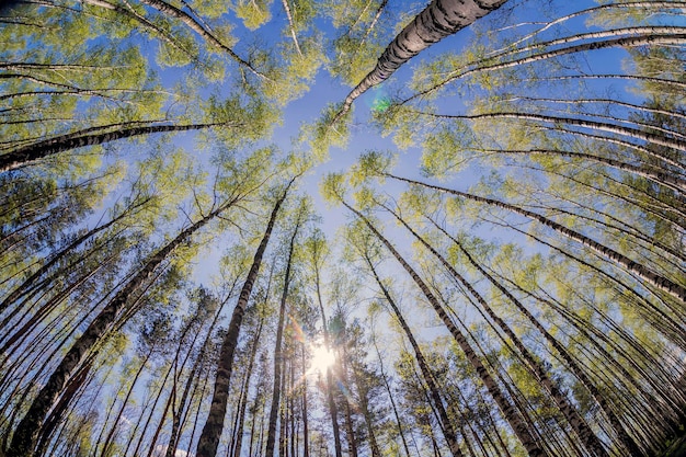 bosque de bétulas