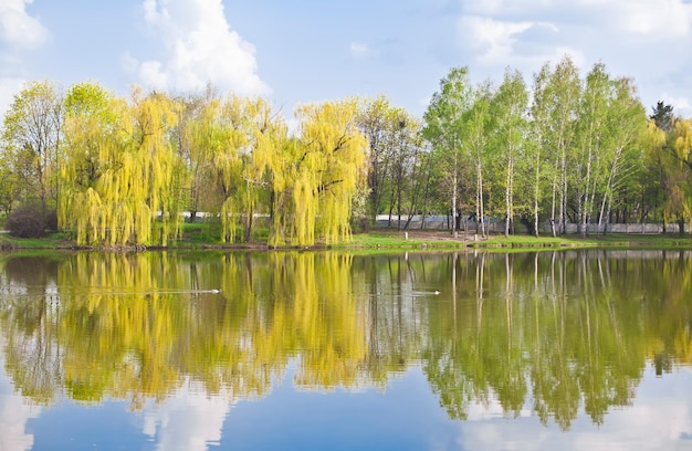 bosque de bétulas