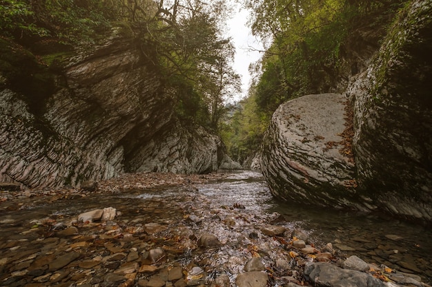 Bosque de buxo de teixo em Sochi, Khosta, Rússia. Árvore de teixo e buxo Bosque com caminho de floresta entre rochas e musgo no verão.